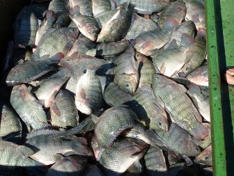 Tilapia harvested from ponds in São Paulo.