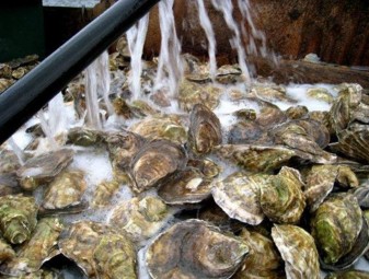 Winter point Oysters are rinsed after harvest. Photo courtesy of Maine Aquaculture Association. 