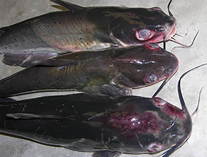 Virulent Aeromonas hydrophila in channel catfish - Responsible