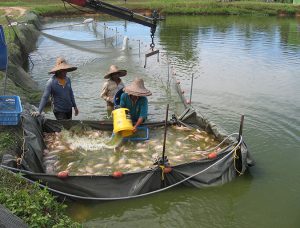 Fisheries and aquaculture: Sister activities with a common goal