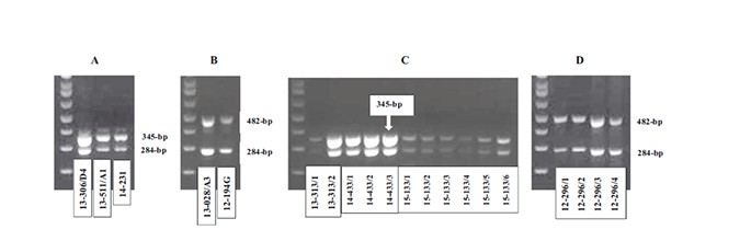 Figure 2. Duplex PCR detection and typing of acute hepatopancreatic necrosis disease (AHPND) pathogenic isolates of V. parahaemolyticus in samples collected in Mexico and Vietnam during 2012 to 2015. Pure bacterial culture isolated from infected shrimp in Mexico (A) and Vietnam (B); DNA extracted from hepatopancreas tissue of infected shrimp collected in Latin America (C) and Vietnam (D). 