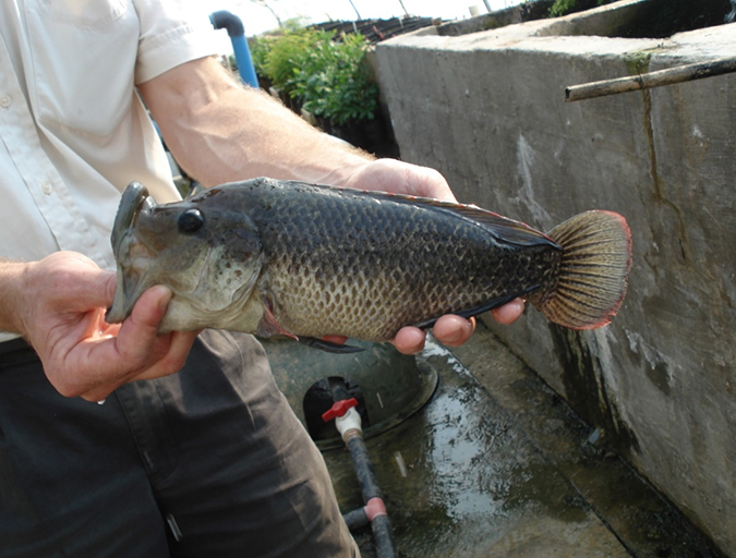 Article image for Biofloc systems viable for tilapia production