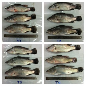 Seabass in the control group reached a mean final body weight of 54.5±7.5 g, while the fish fed with potassium diformate reached an average weight of 62.7±2.8 g.