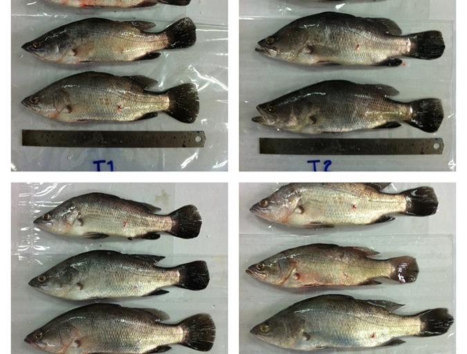 Article image for Improving productivity, efficiency in Asian sea bass aquaculture