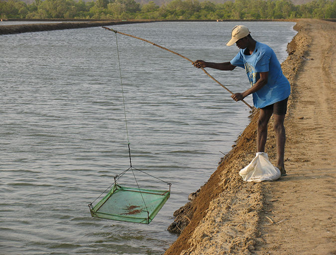 Article image for Decomposition and accumulation of organic matter in ponds