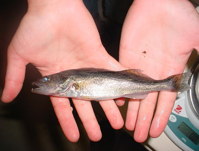 Article image for Walleye and saugeye growing successfully indoors