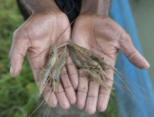 bangladesh shrimp farmer