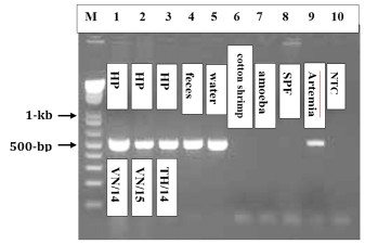 图二. 对虾肠孢虫病毒聚合酶链反应（PCR）检测对虾肠孢虫病毒（EHP）。M: 1 kb以上的阶梯型分子量标准。 从越南收集来的南美白对虾样本（第一行，2014年样本；第二行，2015年样本）和来自泰国（3-5行，无特定病原体对虾，排泄物和水），感染白肉病的斑节对虾（第六行），感染阿米巴虫的南美白对虾（第七行），无特定病原体的南美白对虾（第八行），卤虫生物样本（第九行），无操作对照组（第十行）。 