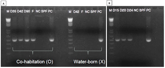 Fig 3. PCR detection of Enterocytozoon hepatopenaei (EHP) in the hepatopancreas samples from bioassay no. 1, 2, and 3. (A) EHP was detected in the co-habitation group after Day 35, but not detected in water-born infection group. (B) EHP was detected 15 days after EHP infection (cannibalism). 