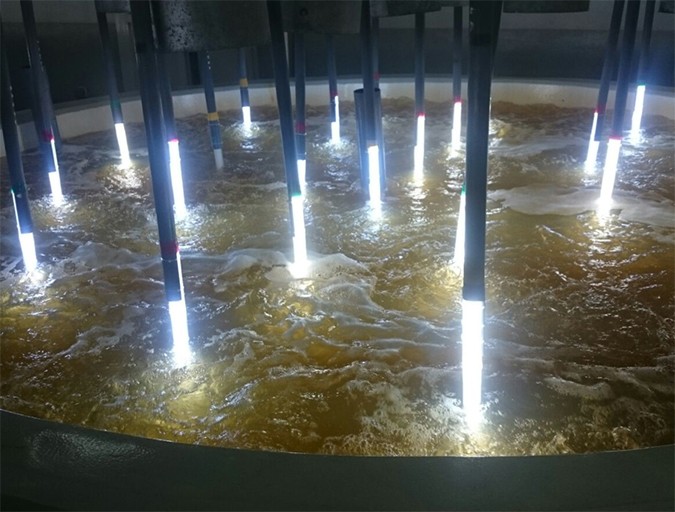 Submerged lights allow for more effective utilization of light in indoor culture of microalgae like Chaetoceros calcitrans. Photo by Dr. M.R. Kitto.