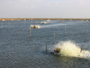 Proper water circulation in aquaculture ponds critical