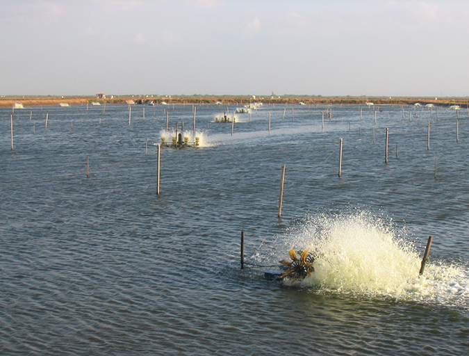 Article image for Proper water circulation in aquaculture ponds critical