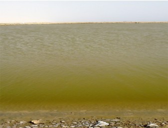 Controlled blooming of suspended/non suspended diatoms in a desert-saline shrimp pond.