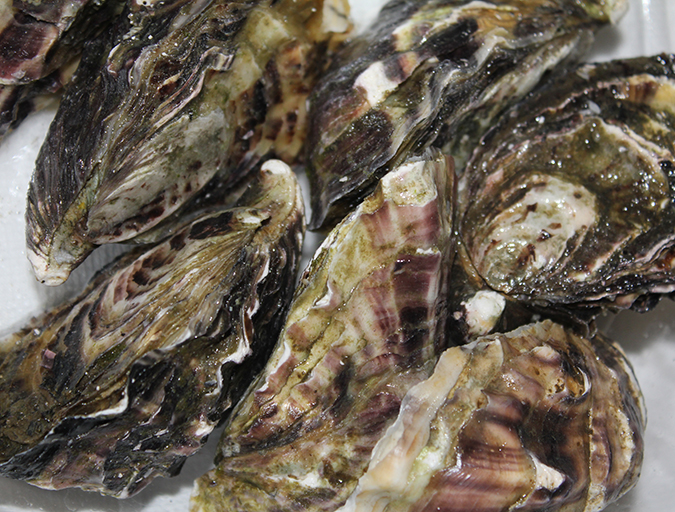 Article image for Examining the protozoan Perkinsus sp. in Mexican Pacific oyster aquaculture