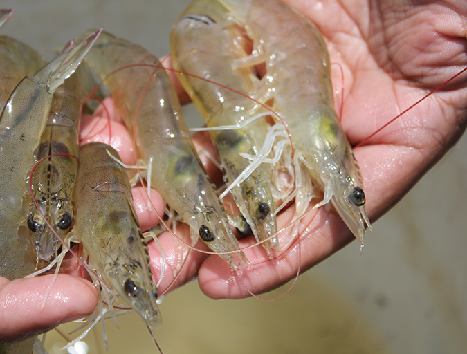 Article image for Probiotics benefit Pacific white shrimp challenged with AHPND