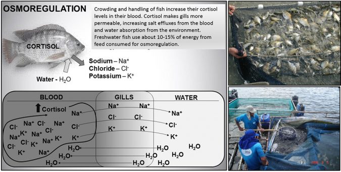 Osmoregulation in fish can be adversely affected by handling stress. Crowding in nets during handling for grading or transfer triggers a stress response resulting in the increase of cortisol levels in fish blood. Cortisol makes fish lose more salts and absorb more water than normal. The lesser the time fish remain crowded in the nets, the better their chances to recover from the handling stress. Credit: Fernando Kubitza.