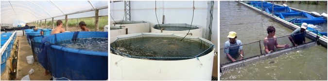 Tanques de fibra de vidrio y de metal revestidos de epoxi utilizados para la depuración (en ayunas) de alevines. Para este propósito, el agua debe ser salada a 3-6 ppt. Los peces se contienen en hapas (malla de 5-7 mm) construidas en los tanques. Las hapas se mantienen suspendidas a 20-30 cm de distancia del fondo del tanque, evitando que los peces consuman sus propios desechos fecales. Las hapas también facilitan la captura de los peces para su colocación en bolsas de plástico o tanques de transporte. Crédito: Fernando Kubitza. 