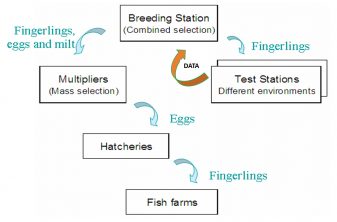 Fig. 3: Diagram of the genetic improvement program and how it integrates with the commercial fish farming sector.
