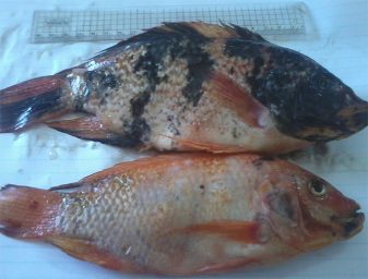 red tilapia