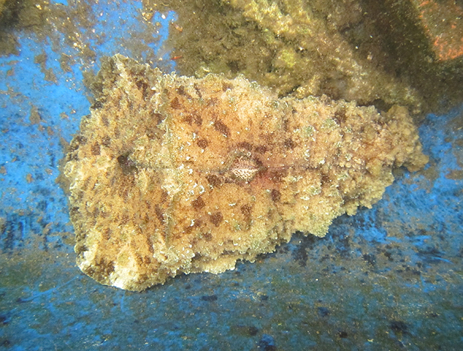 Article image for La extraña liebre de mar cuña es útil como una ‘limpiadora de algas’