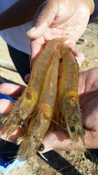 Non-ablated broodstock shrimp. Photo courtesy of Seajoy. 