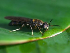 black soldier fly