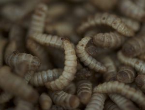 Las larvas de mosca soldado negro se secan y se usan como un ingrediente de alimentos. Los productores están confiados en que pueden superar cualquier vacilación en el mercado sobre el uso de gusanos en los alimentos para peces. Foto por Cheryl Hoffman, cortesía de Entofood.