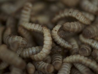 Las larvas de mosca soldado negro se secan y se usan como un ingrediente de alimentos. Los productores están confiados en que pueden superar cualquier vacilación en el mercado sobre el uso de gusanos en los alimentos para peces. Foto por Cheryl Hoffman, cortesía de Entofood. 