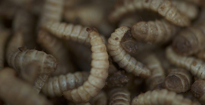 Las larvas de mosca soldado negro se secan y se usan como un ingrediente de alimentos. Los productores están confiados en que pueden superar cualquier vacilación en el mercado sobre el uso de gusanos en los alimentos para peces. Foto por Cheryl Hoffman, cortesía de Entofood.