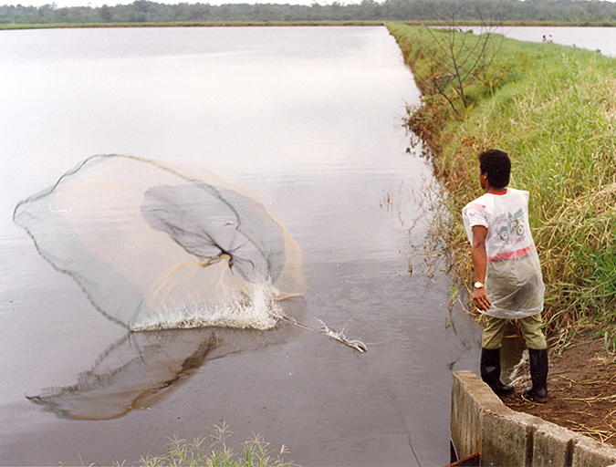 Article image for Regular population sampling of shrimp in ponds, part 2