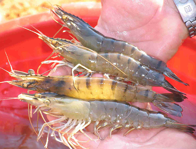 Article image for Regular population sampling of shrimp in ponds, part 1