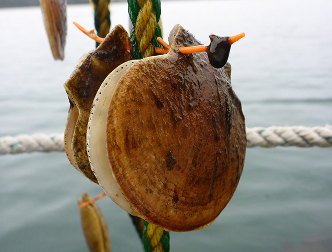 Article image for Maine scallop farmers get the hang of Japanese technique