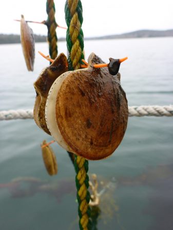 Agujeros taladrados en las "orejas" de las vieiras de mar permite que los animales puedan ser colgados en cuerdas y sumergidos en la columna de agua para un crecimiento óptimo. Foto cortesía de Dana Morse 