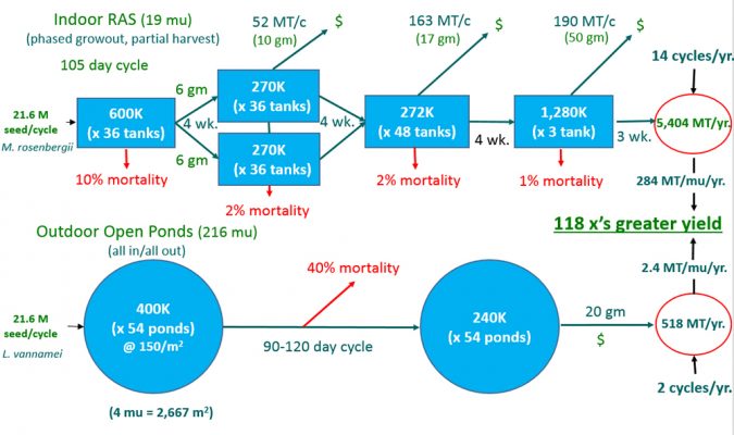 Figure 1. Schematic of the SIAF APRAS production strategy (example in 1.5 space of a 3 building production unit) compared to traditional shrimp pond culture systems in China. A phased growout, and partial harvest strategy yields annual production (MT/yr.) 13 times higher and yield (MT/mu/yr.) over 100 times higher than traditional pond culture of penaeid shrimps. Animals are overstocked initially in stage 1 tanks, raised to a maximum density, then that batch is progressively moved and partially harvested throughout its growth cycle into separate tanks until final stage 4 growout, after which the remaining animals in the batch are all harvested. Emptied tanks are restocked approximately every 3-4 weeks, with successive batches yielding an average of 14 cycles/year in our system, compared to only 2 cycles/year in the “all in, all out” production strategy of many traditional pond culture systems. 