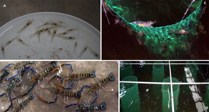 Production of giant freshwater prawns using the APRAS technology: A. One-gram prawn juveniles; B. Adult prawns; C. Prawns utilizing substrate in APRAS tanks - substrate increases surface area and space utilization in the production tanks; D. Stage 2 growout of prawns using substrates to increase surface area and density. 