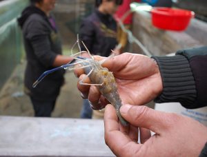 An inside look at Sino Agro Foods’ giant prawn MegaFarm