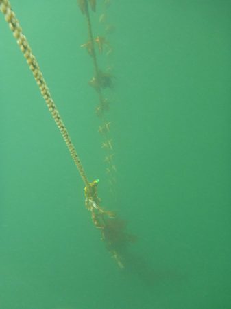 Una vista de las líneas sumergidas utilizadas en la técnica de la oreja colgante para el cultivo de vieiras de mar, desarrollado en Japón y siendo adoptado en Maine.