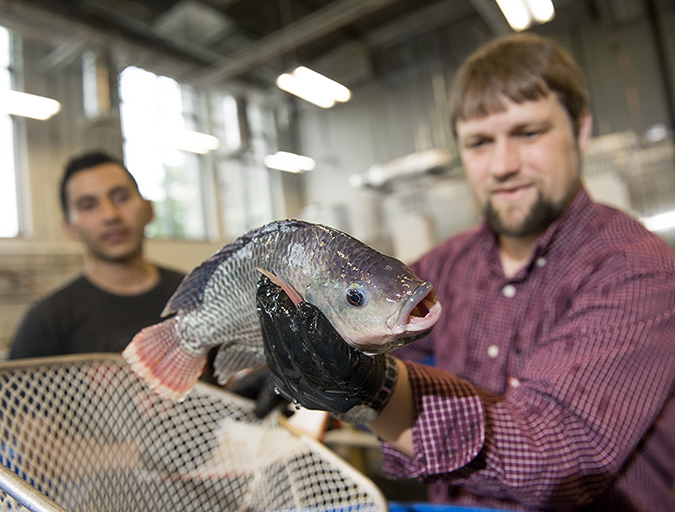 Article image for U.S. universities collaborate on antibiotic alternative project