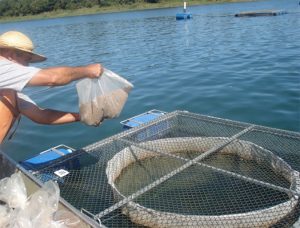 Feeding the tilapia during the trial.