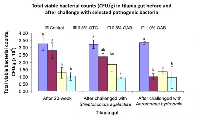 Fig. 2: Total viable bacterial counts (CFU/g) in tilapia gut before and after challenge with selected pathogenic bacteria.