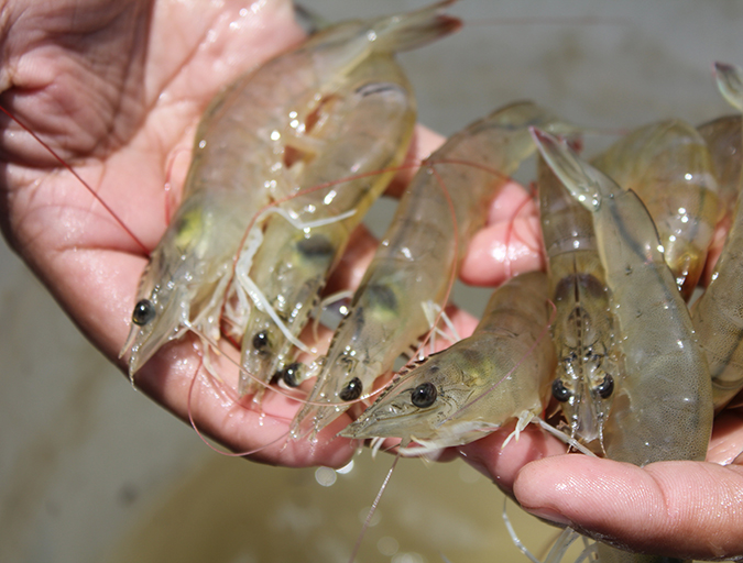 Article image for Testing shrimp growth in different biofloc systems