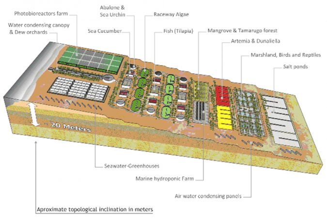 Proyecto de un módulo del Proyecto Desierto Verde. Una granja IMTA (acuacultura integrada multi-trófica) alimentada por gravedad por agua del océano Atlántico (por cortesía del fallecido GB García Reina).