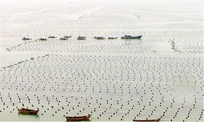 A large-scale macroalgae farm in a multi-trophic aquaculture region on the coast of China (courtesy of M. Troell). Sanggou Bay, a 130-km2 bay in northern China that produces annually (in fresh weight) 100 tons of fed fish, 130,000 tons of bivalves (scallops, oysters), 2,000 tons of abalone and 800,000 tons of kelp, for a total production of ~ 7000 tons/km2/yr.