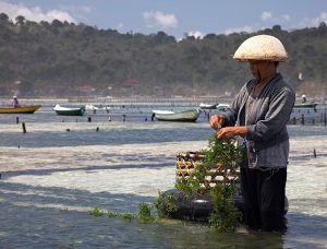 A seaweed farmer in Nusa Lembongan
