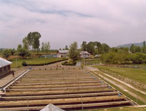 trout farming