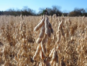 Soybean field