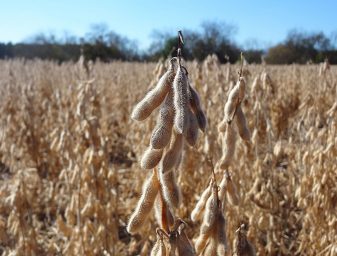 Soybean field. Photo by Mlabar. 