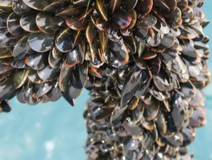 Pioneering U.K. mussel farm channels innovation, ambition