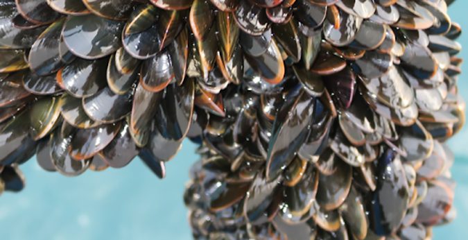 Granja de mejillones