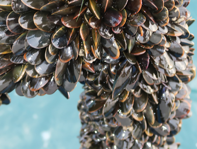 Article image for Pioneering U.K. mussel farm channels innovation, ambition